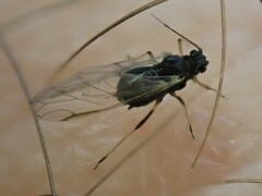 Aphis