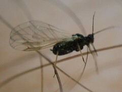 Aphis
