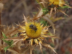Anthophora fulvodimidiata