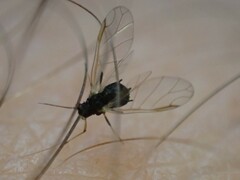Aphis
