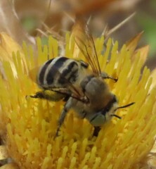 Anthophora fulvodimidiata