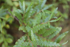 Comptonia peregrina