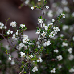 Cryptandra tomentosa