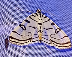 Conchylodes ovulalis