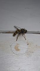 Milesia virginiensis