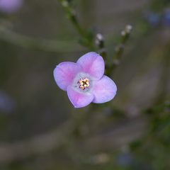 Cyanothamnus coerulescens