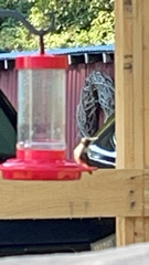 Archilochus colubris