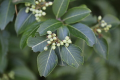 Viburnum