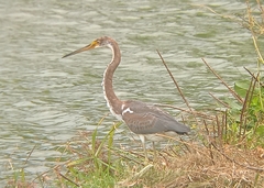 Egretta tricolor