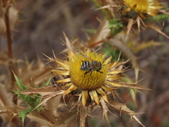 Anthophora fulvodimidiata