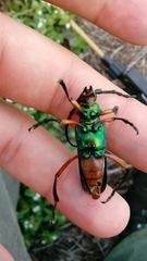 Plinthocoelium suaveolens