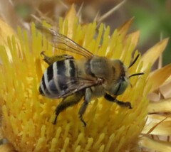 Anthophora fulvodimidiata