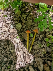 Hygrocybe