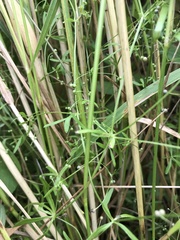 Galium trifidum