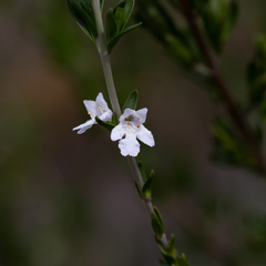 Prostanthera behriana