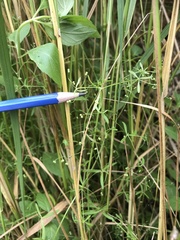 Galium trifidum