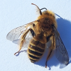 Dasypoda hirtipes