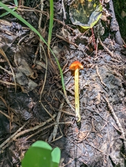 Hygrocybe
