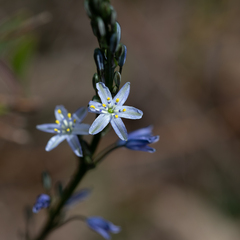 Caesia calliantha