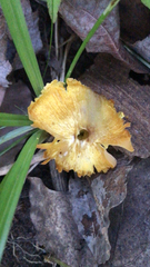 Agaricales