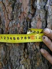 Pinus sibirica