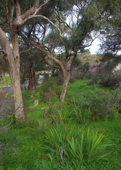 Chasmanthe floribunda