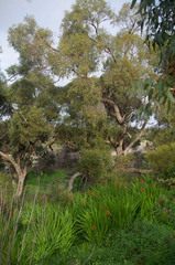 Chasmanthe floribunda