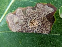 Tischeria quercitella