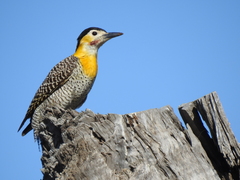 Colaptes campestris campestroides