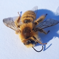 Dasypoda hirtipes
