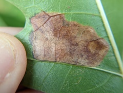 Tischeria quercitella