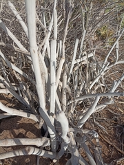 Ceropegia fusca image