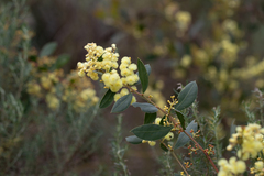 Acacia myrtifolia