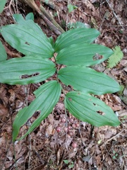 Maianthemum racemosum