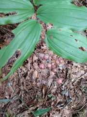 Maianthemum racemosum