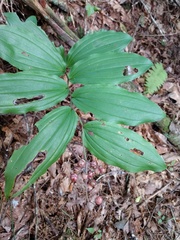 Maianthemum racemosum