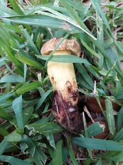 Pulchroboletus rubricitrinus