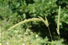 Phleum phleoides