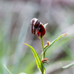 Pterostylis sanguinea