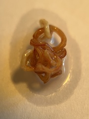 Eustrongylides ignotus