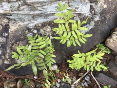Osmunda spectabilis