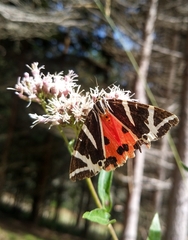 Euplagia quadripunctaria