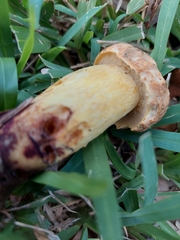 Pulchroboletus rubricitrinus