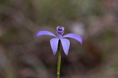 Pheladenia deformis