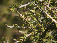 Condalia microphylla