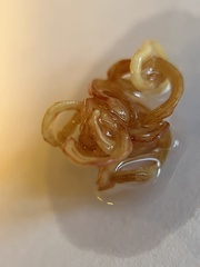 Eustrongylides ignotus