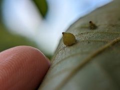 Caryomyia caryaecola