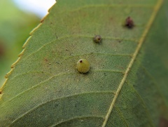 Caryomyia caryaecola