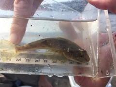 Leptocottus armatus