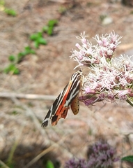 Euplagia quadripunctaria